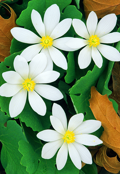 BLOODROOT III final.jpg