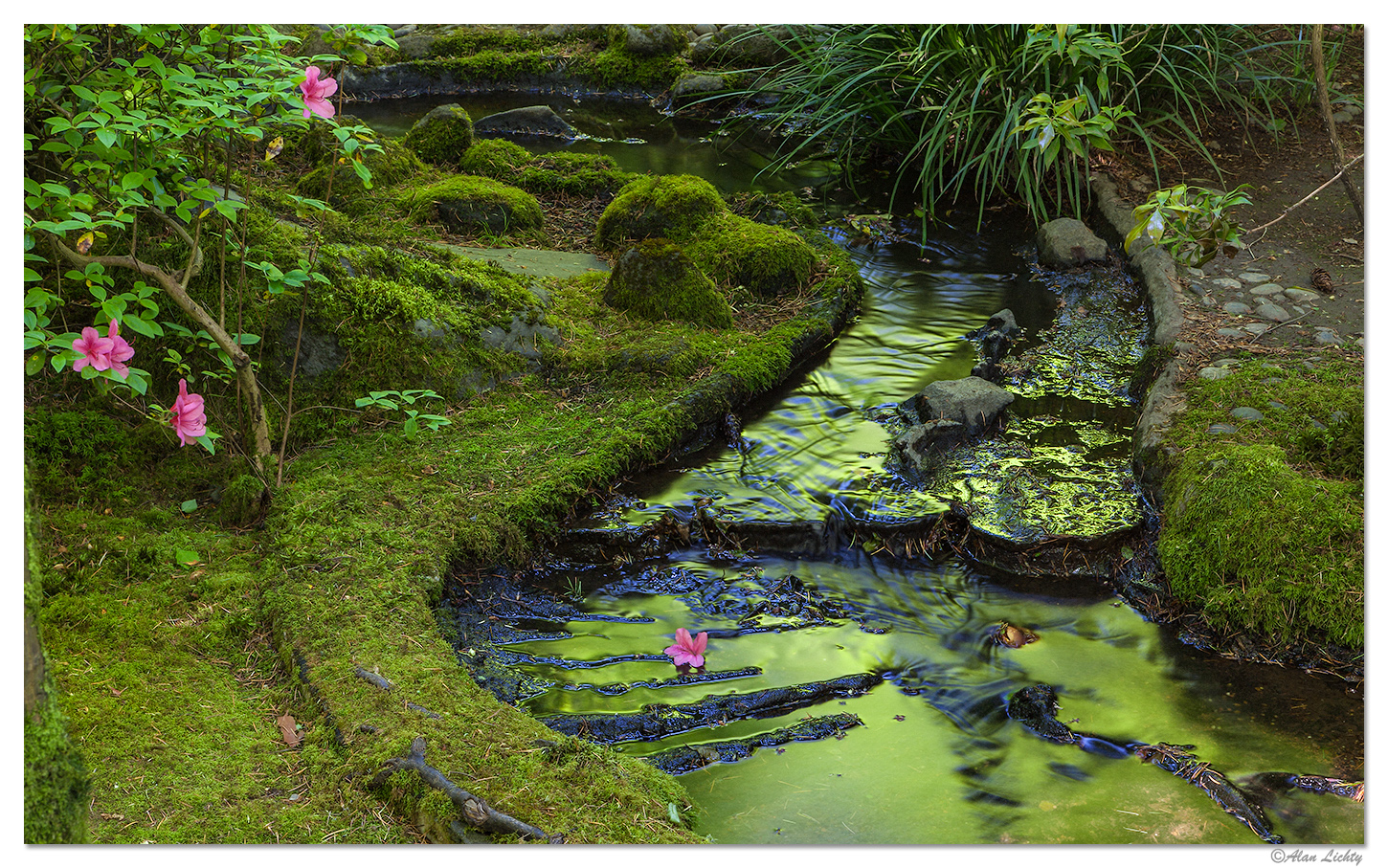 BloomsAndReflections3.jpg