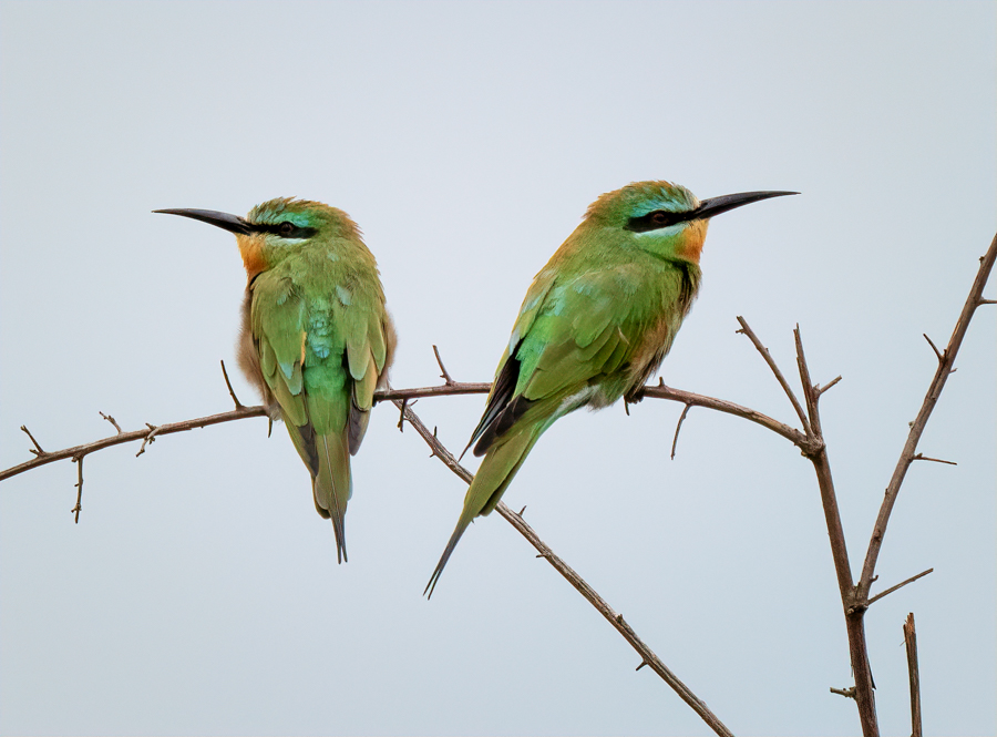 Blue-cheeked Bee-Eaters 2.jpg