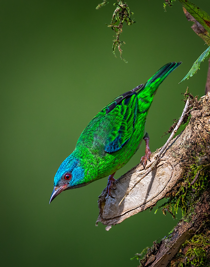 Blue dacnis - female JPEGcopy.jpg