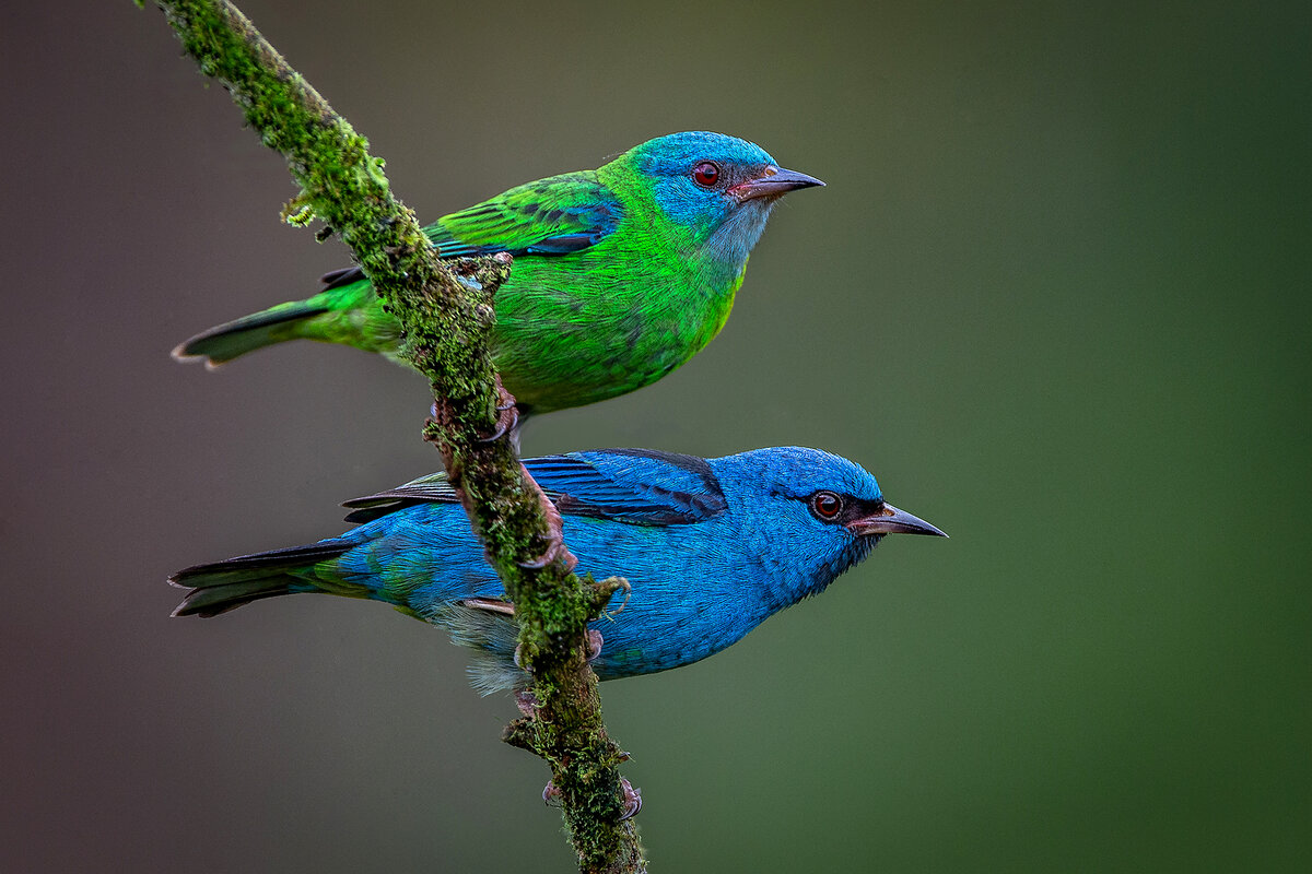 Blue dacnis - M&F.jpg