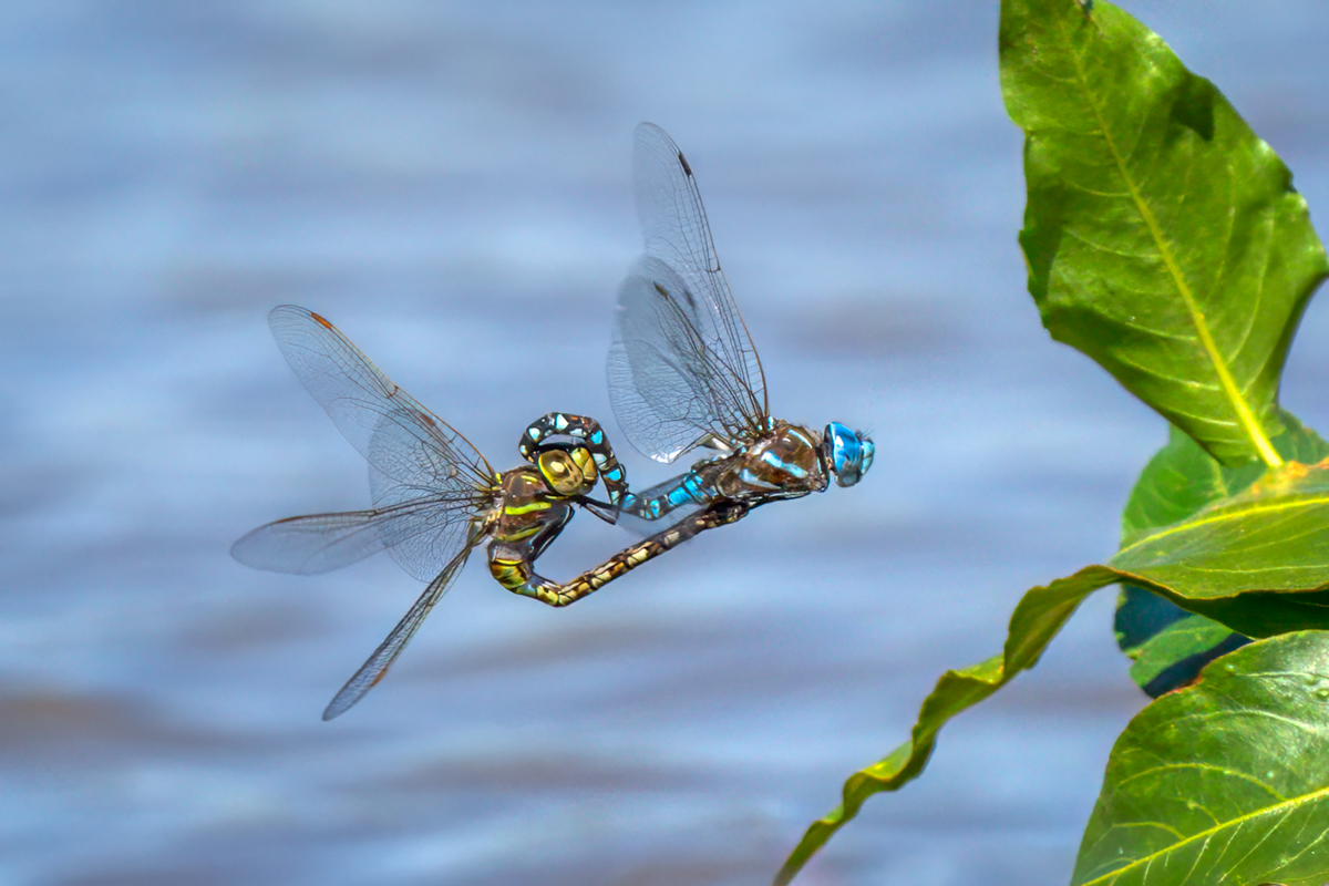 Blue-eyed Darner-00691-Edit.jpg