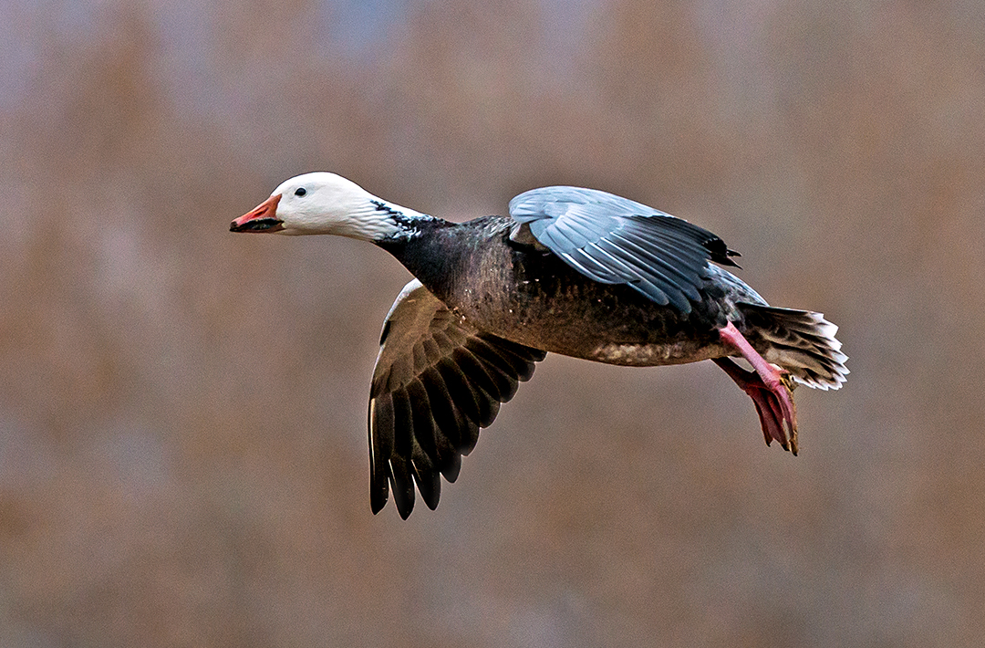 Blue Goose III.jpg