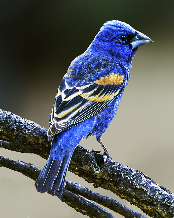 Blue Grosbeak.jpg