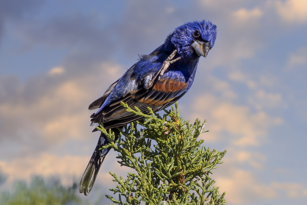 Blue Grosbeak male.jpg