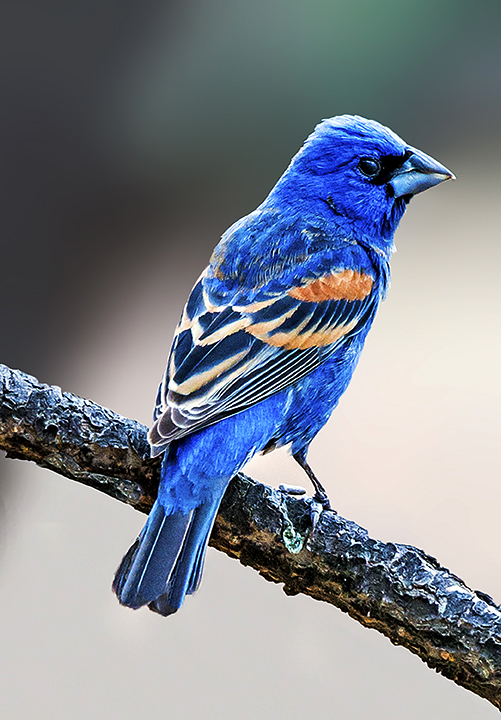 Blue-headed Grosbeak (1 of 1).jpg