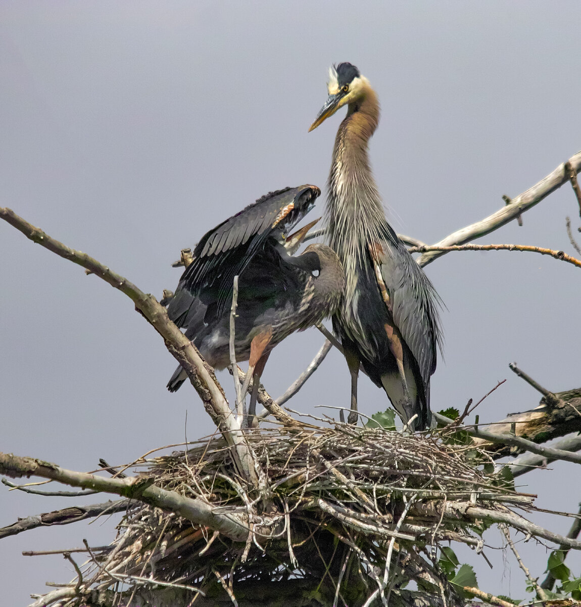 blue Heron.jpg