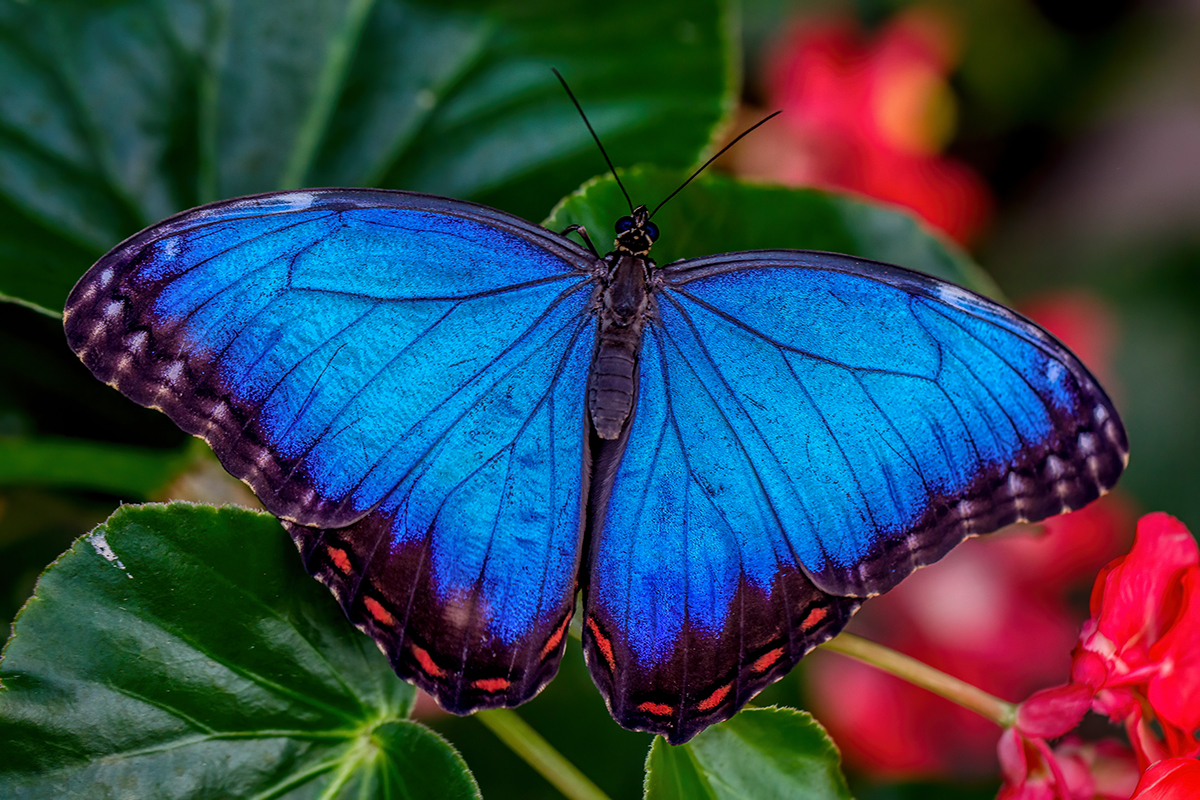 Blue Morpho Butterfly (Morpho peleides).jpg