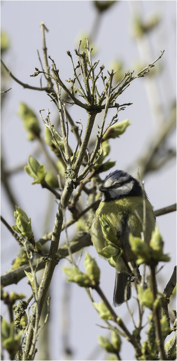 Blue tit.jpg