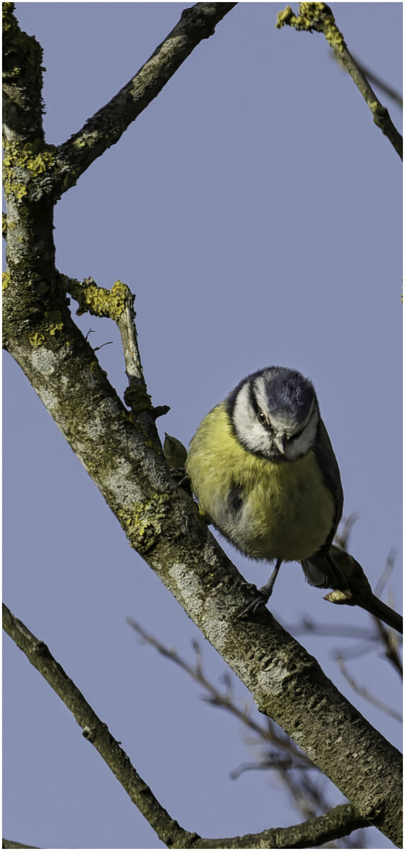 Blue tit3.jpg