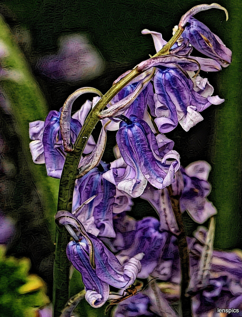BLUEBELLS.jpg