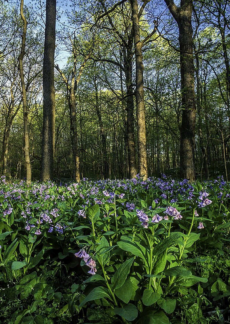bluebells.jpg