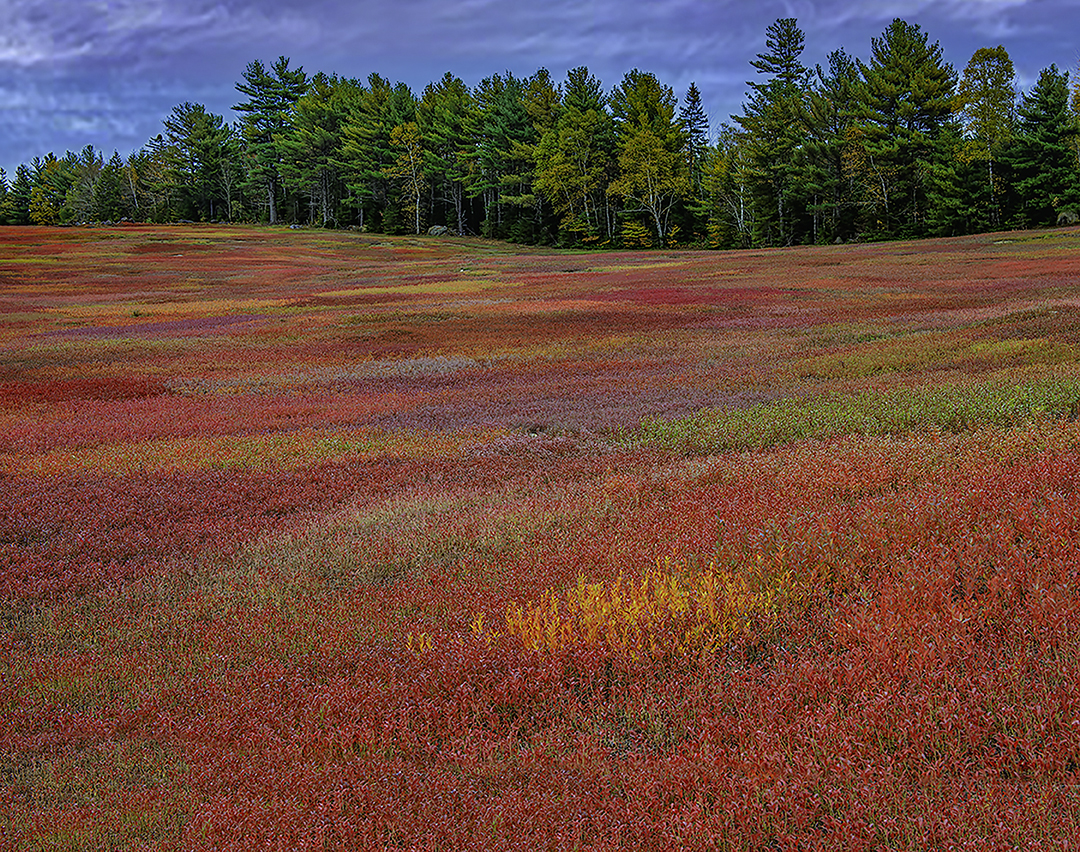 Blueberry Field near Aurora, ME-Edit.jpg