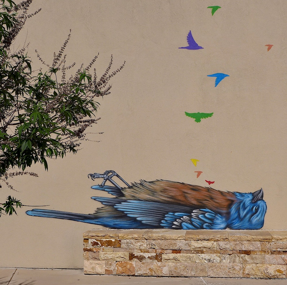 bluebird.jpg