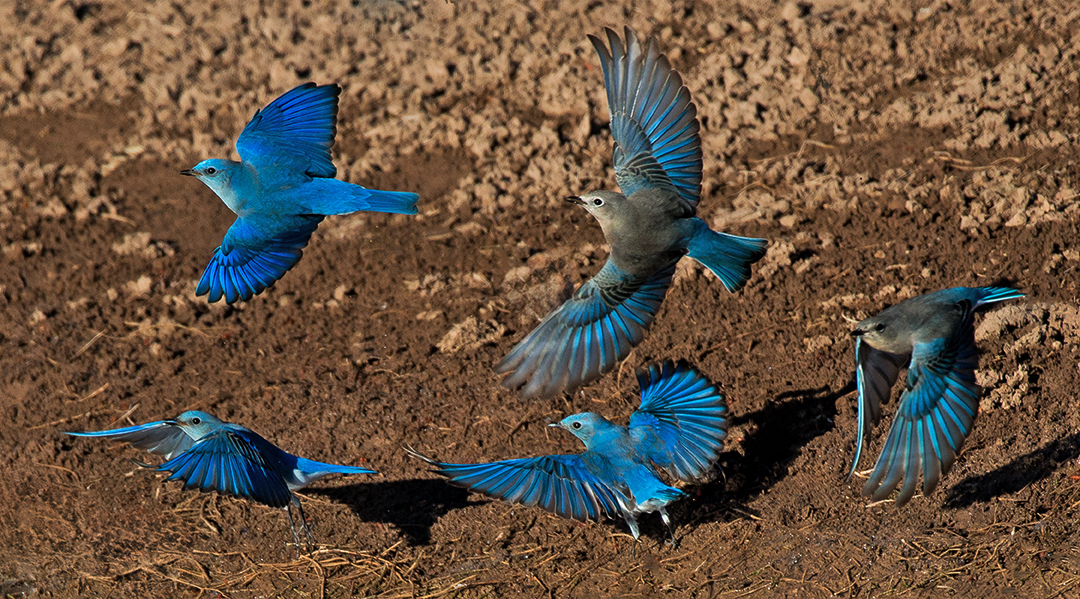 Bluebirds leaving the water hole III.jpg