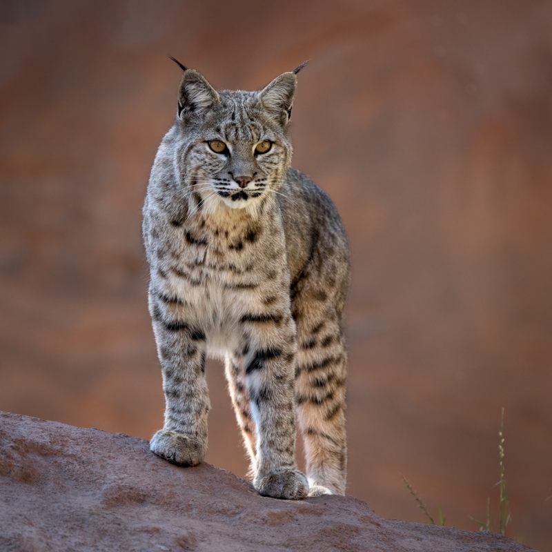 Bobcat-06219-Edit.jpg