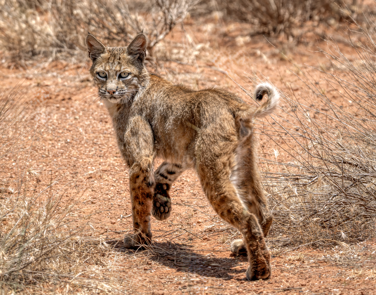 Bobcat-09019-Edit.jpg