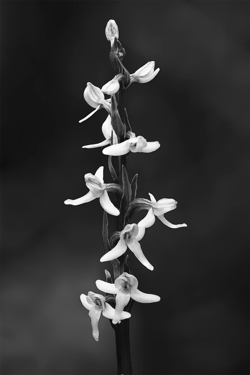 BogOrchidZSNoiseSharpBlurNikSilver.jpg