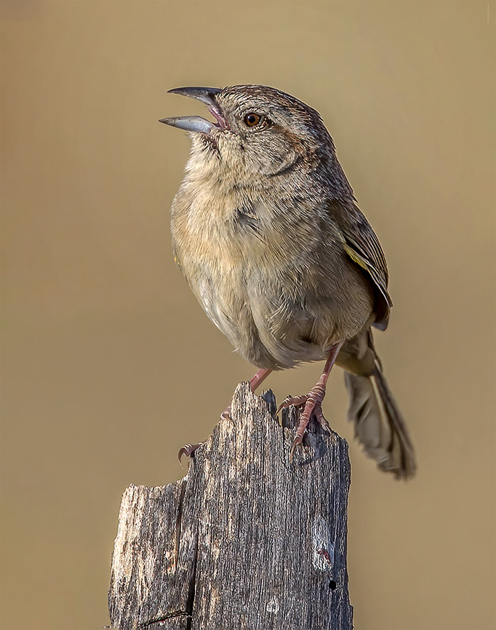 Botteri's sparrow  900.jpg