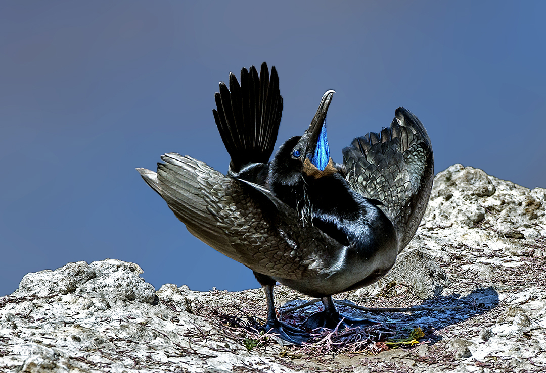 Brandt's Cormorant Point Lobos State Reserve CA.jpg