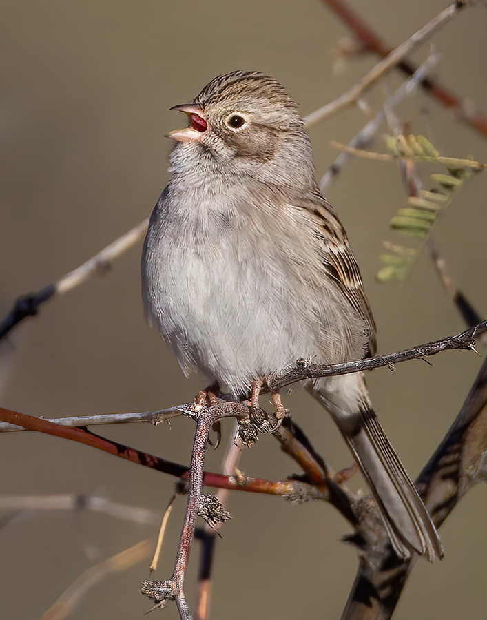Brewer's Sparrow copy.jpg