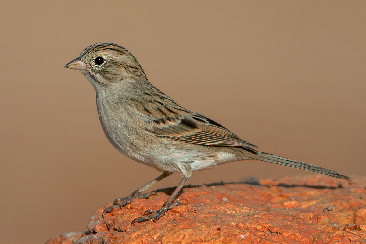 Brewer's Sparrow.jpg