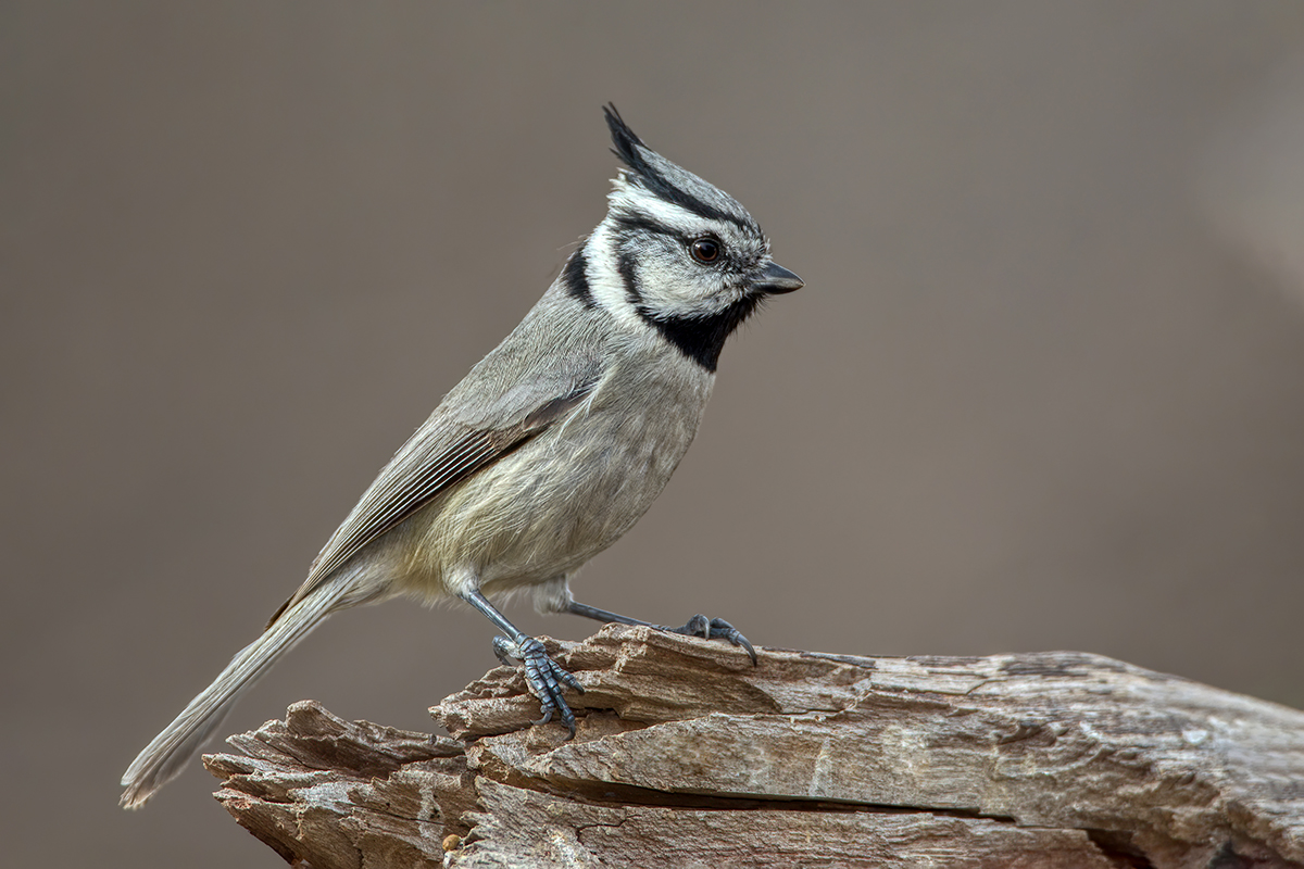 Bridled Titmouse 2.jpg