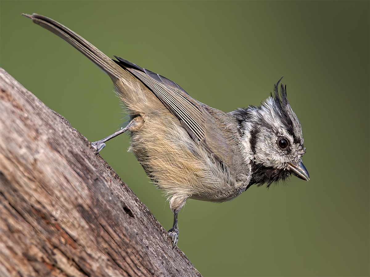 Bridled Titmouse.jpg