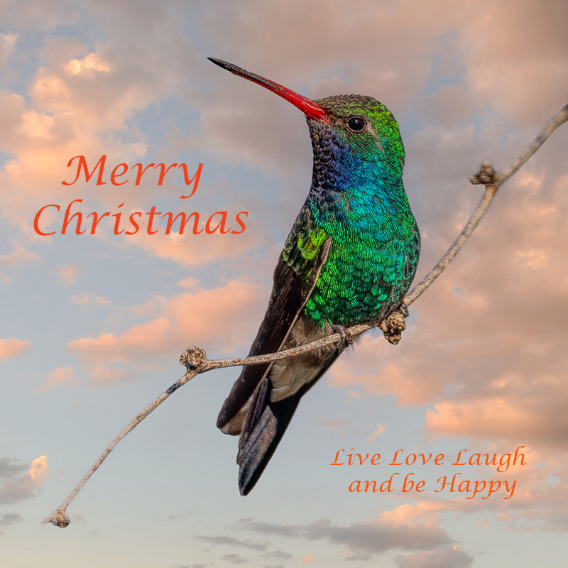 Broad-billed Hummingbird-2782-Edit copy.jpg