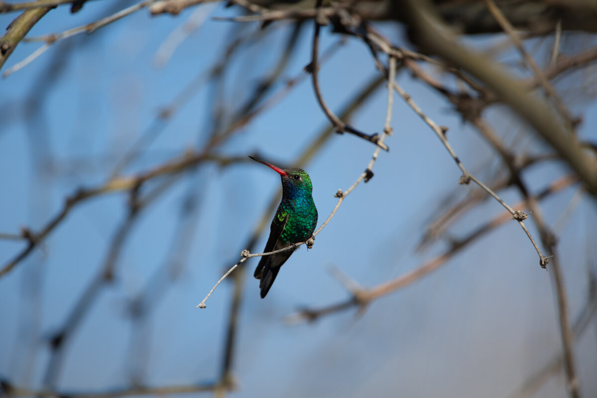 Broad-billed Hummingbird-2783.jpg