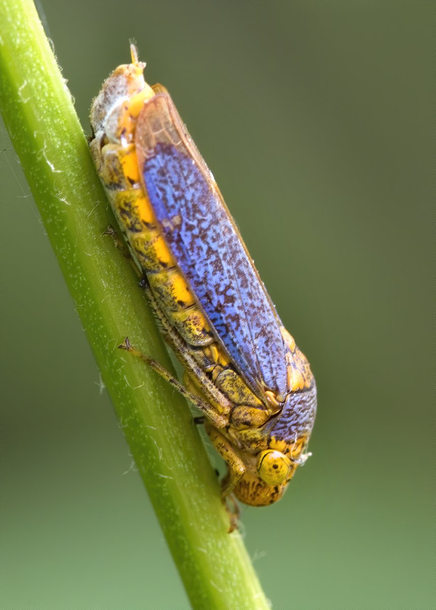 Broad-headed Sharpshooter (Oncometopia orbona).jpg