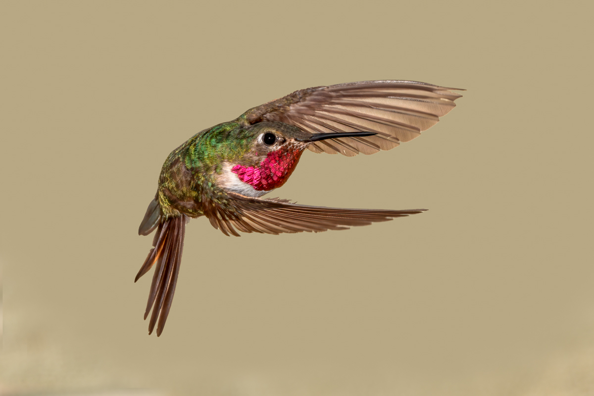 Broad-tailed hummingbird 1776-Edit.jpg