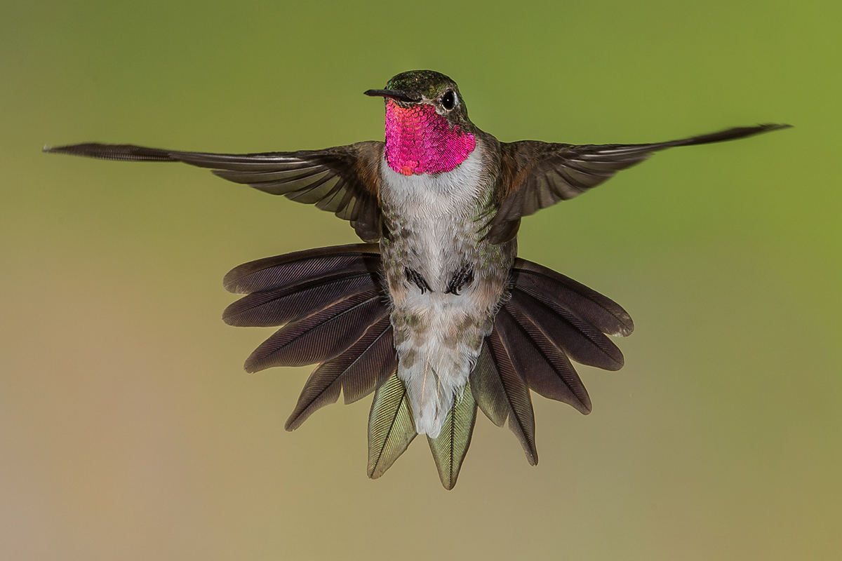 Broad-tailed Hummingbird male.jpg