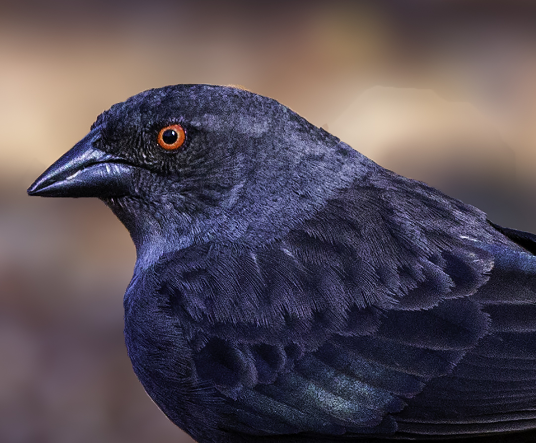 Bronzed Cowbird.jpg