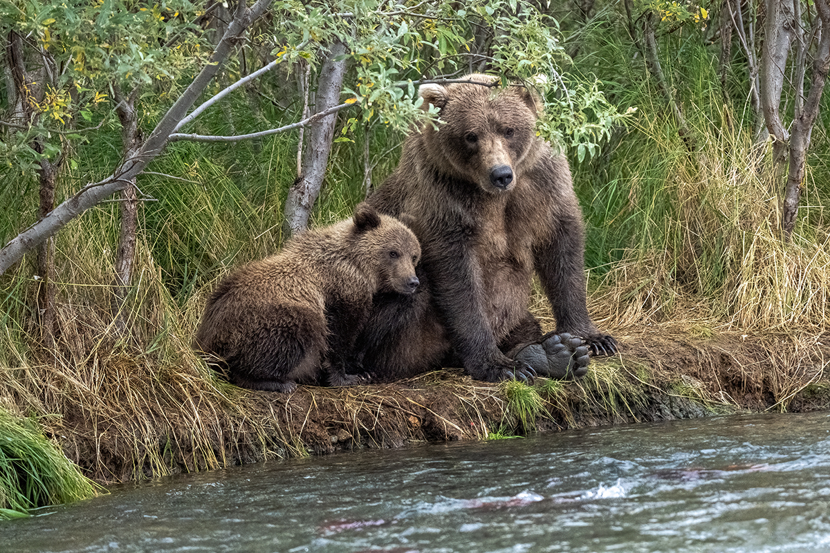 Brown Bear and cub DSC04329.jpg