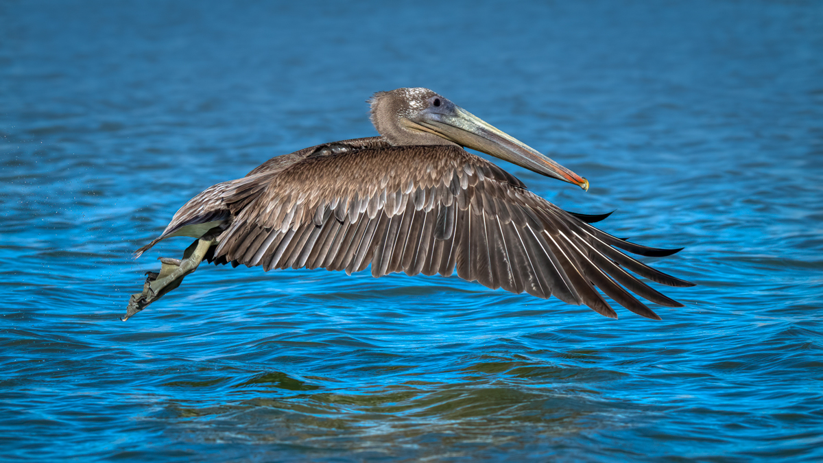 Brown pelican-09182-Edit.jpg