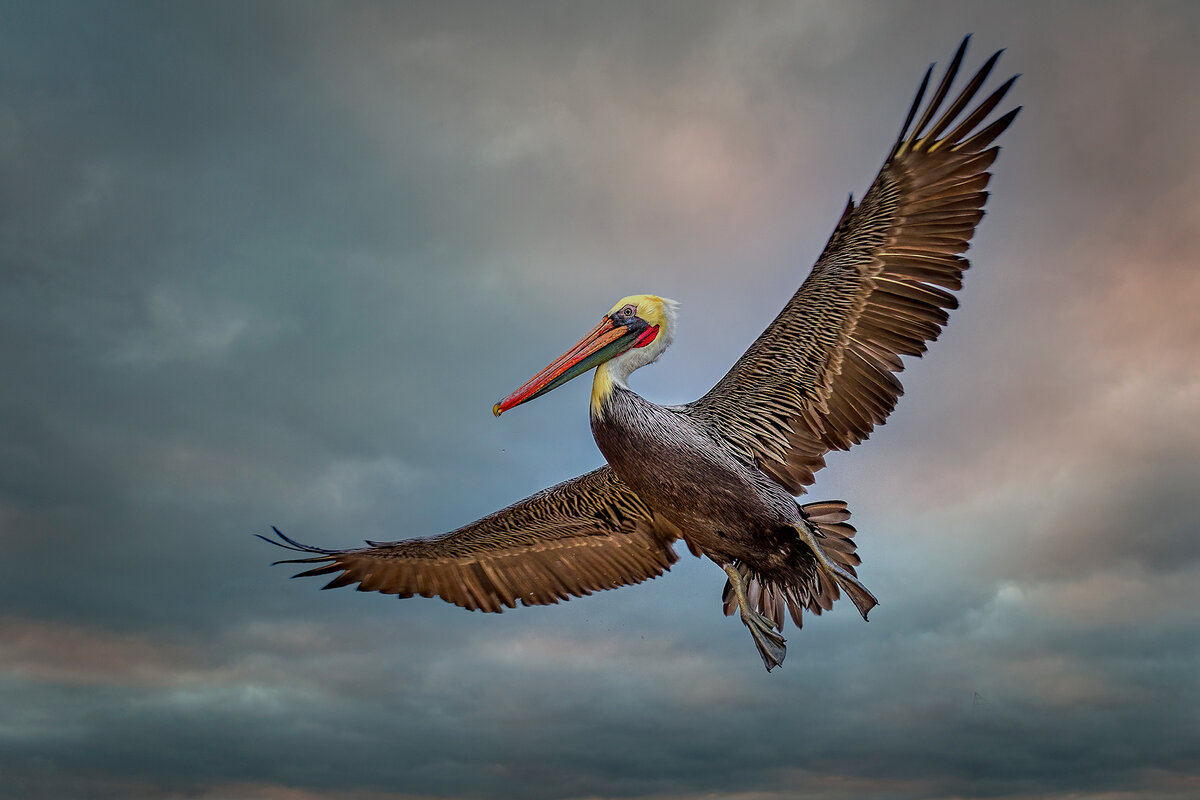 Brown Pelican.jpg