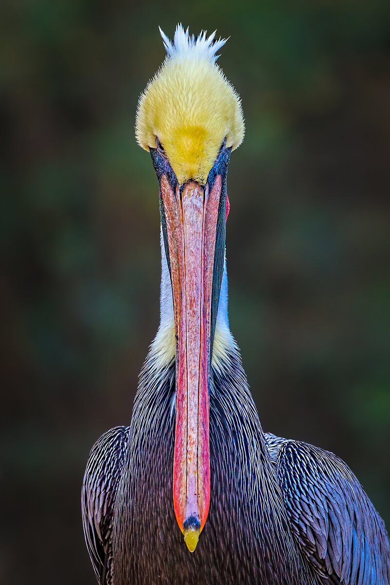 Brown Pelican s.jpg