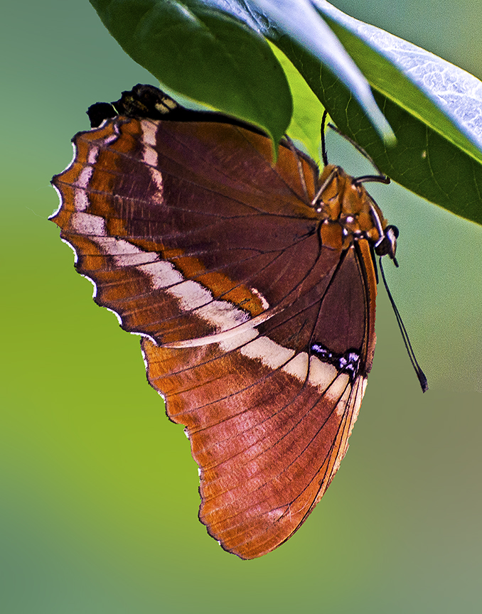 Brown Siproeta II.jpg