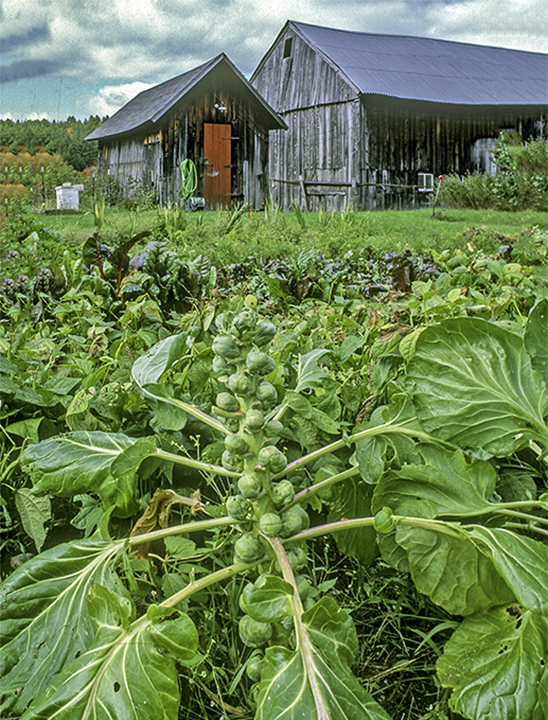 Brussel Sprouts.jpg