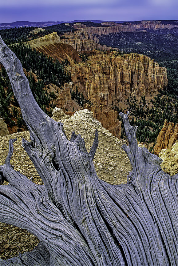 bryce log.jpg