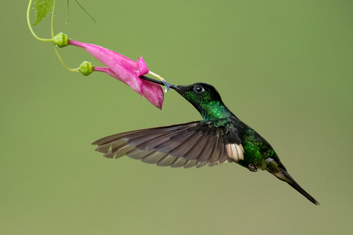 Buff-winged starfrontlet-03994-Edit.jpg