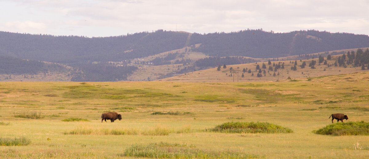Buffalo Chase.jpg