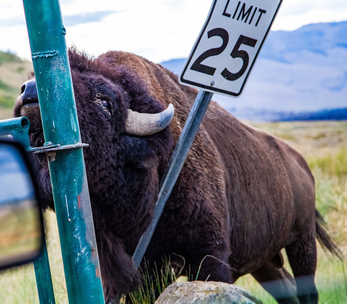 Buffalo Preserve.jpg