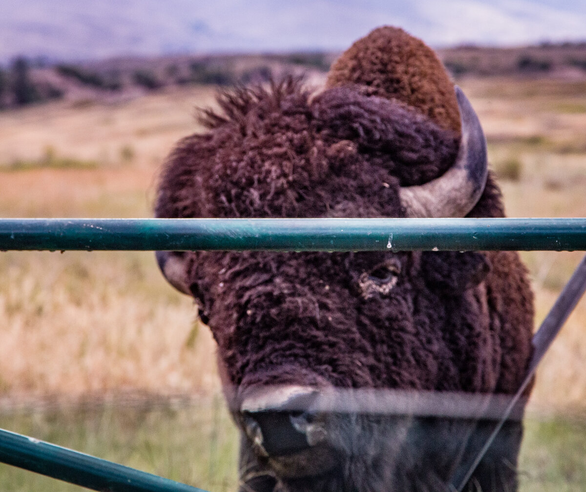 Buffalo Stare Off.jpg