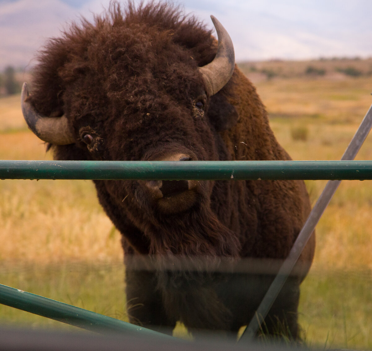 Buffalo Who are You.jpg