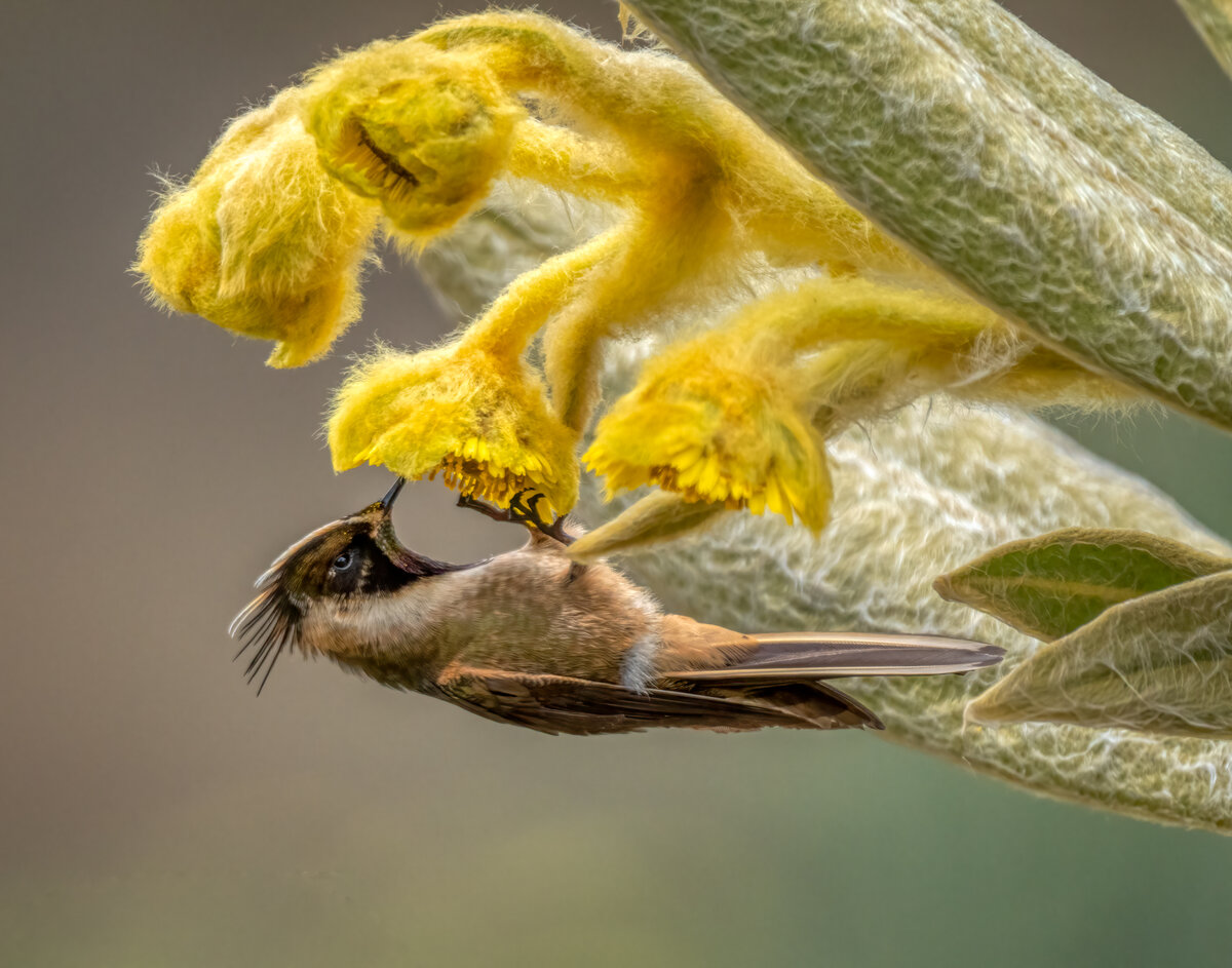 Buffy helmetcrest-05074-Edit.jpg