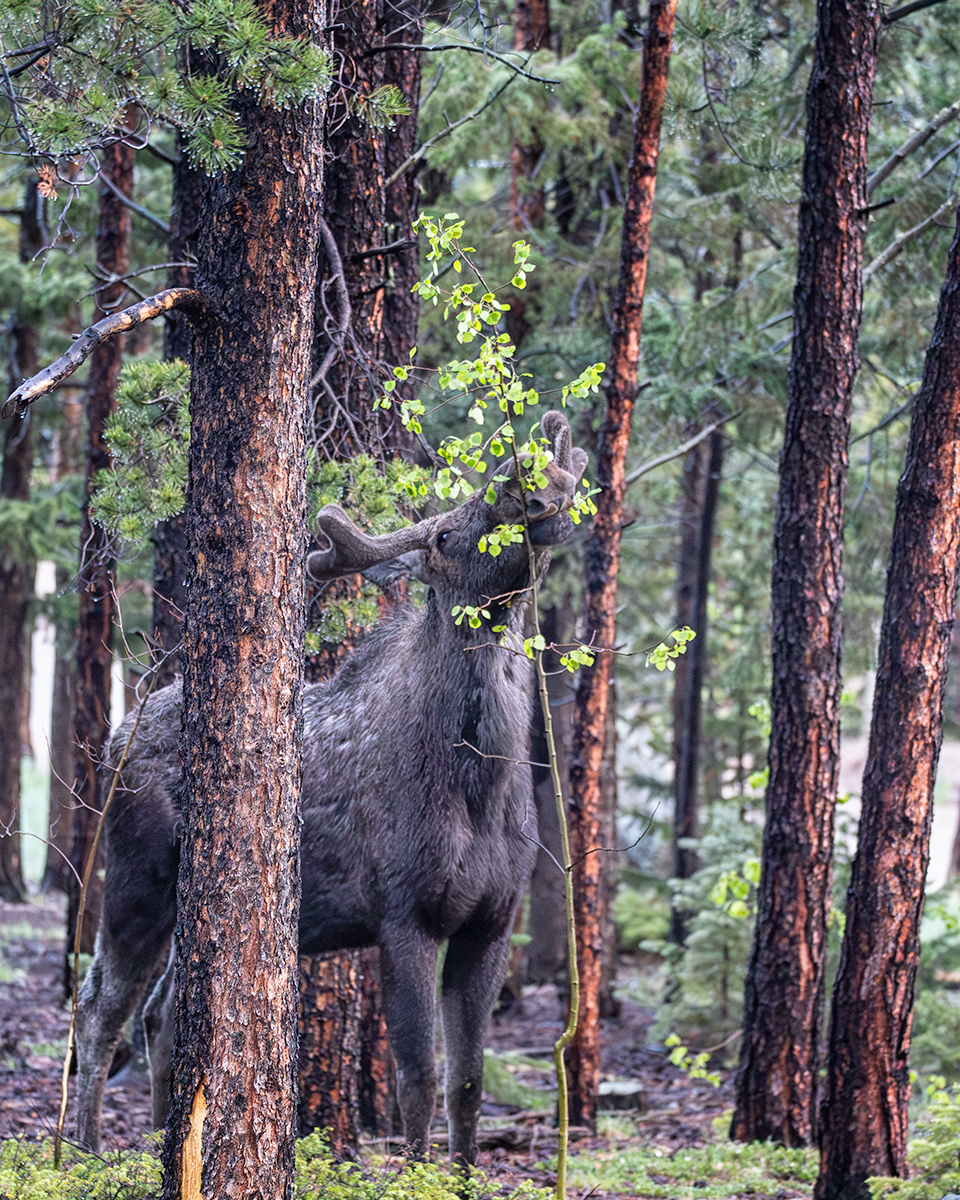 Bull-1-NR-Nik.jpg