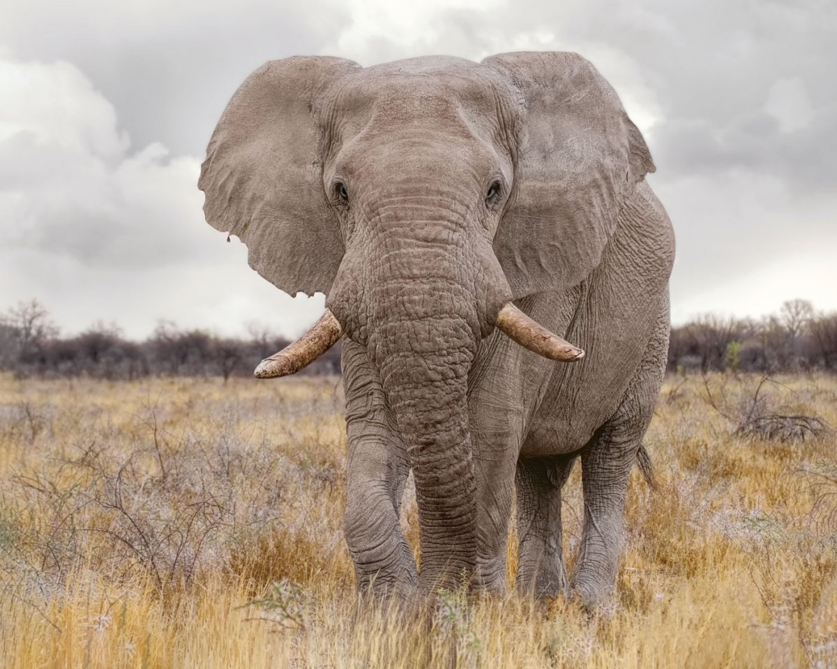 Bull-Elephant-20x16-HPRB-Offset.jpg