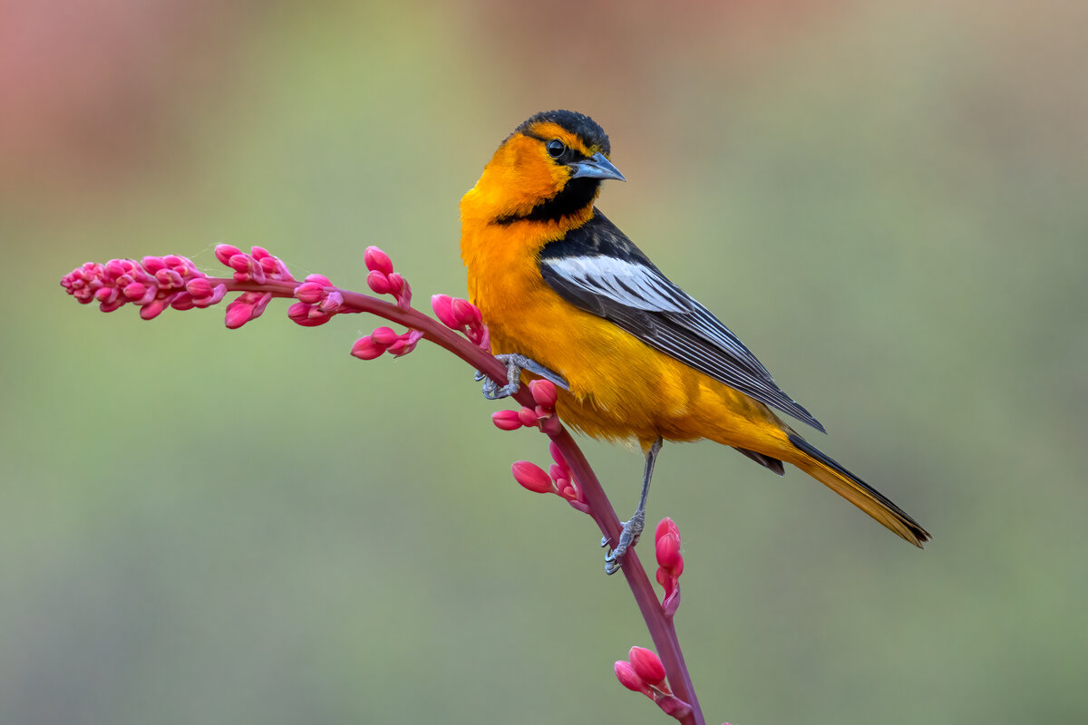 Bullock's oriole-02835-Edit.jpg